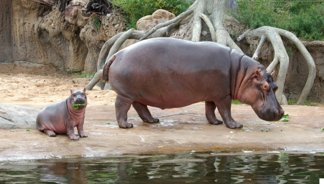 The Dallas Zoo: A World of Wildlife